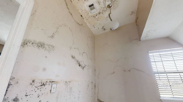 Best HVAC Mold Inspection and Cleaning  in Taylorsville, NC