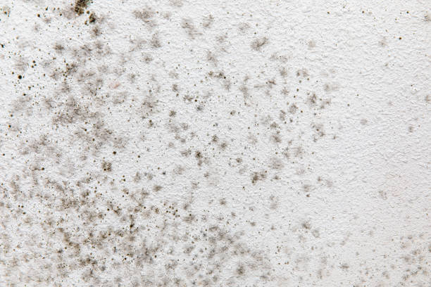 Mold Removal for HVAC Installations in Taylorsville, NC