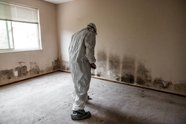 Best Mold Damage Restoration  in Taylorsville, NC